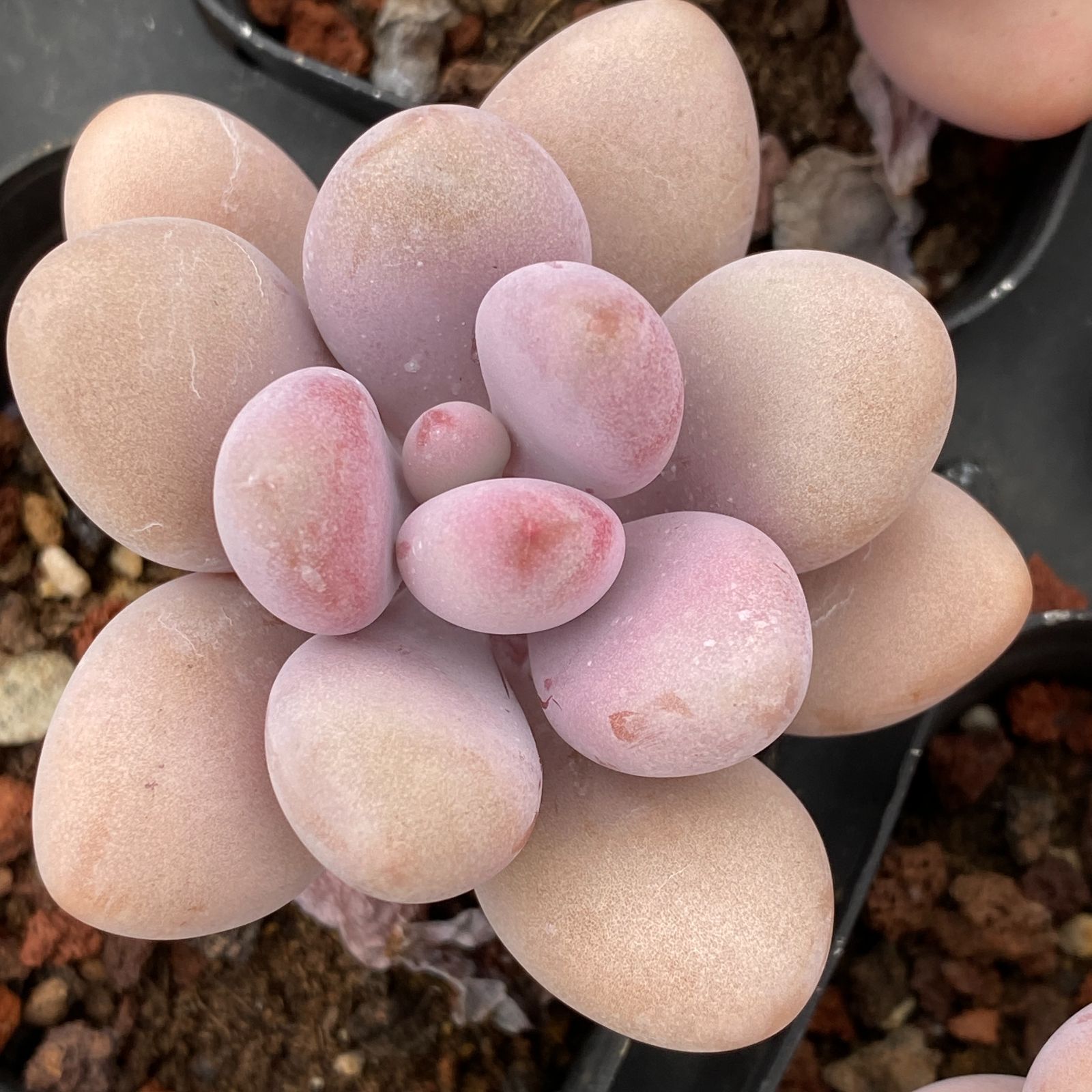 アデニウム タコ足 美株 | その他観葉植物