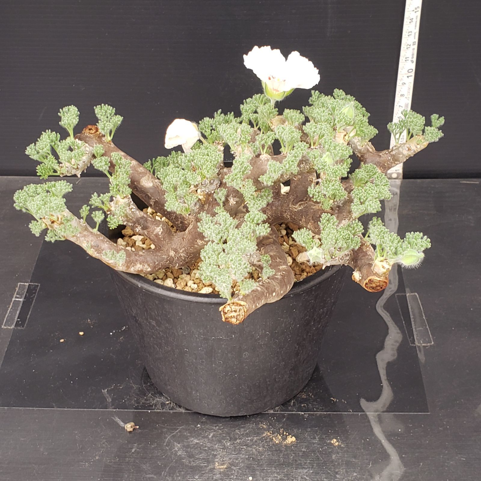H387 自社養生株 モンソニア ムルチフィダ 現地球 発根開始株 鉢植え 塊根植物