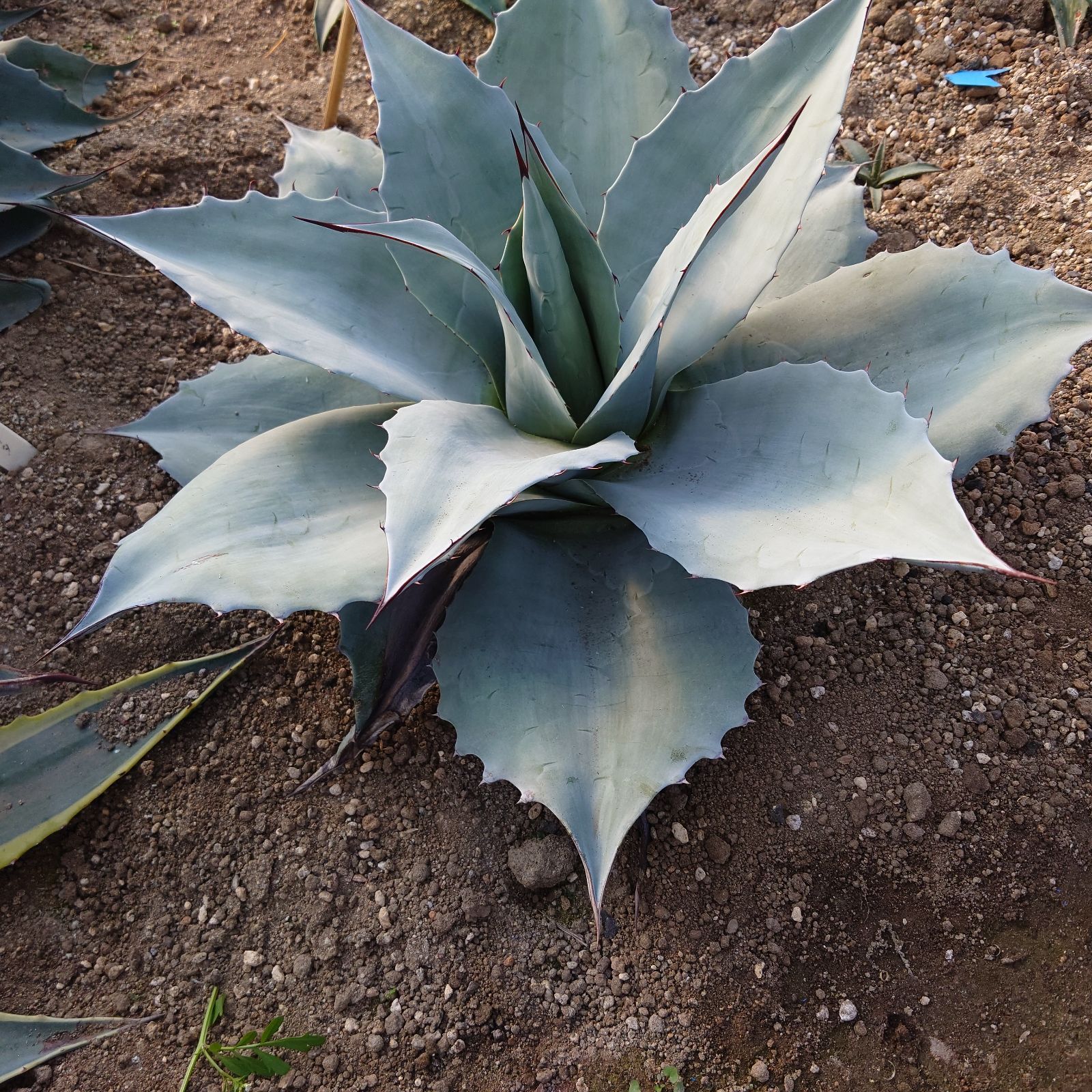 アガベ オバティフォリア フロスティブルー 大株 直径60㎝ AGAVE