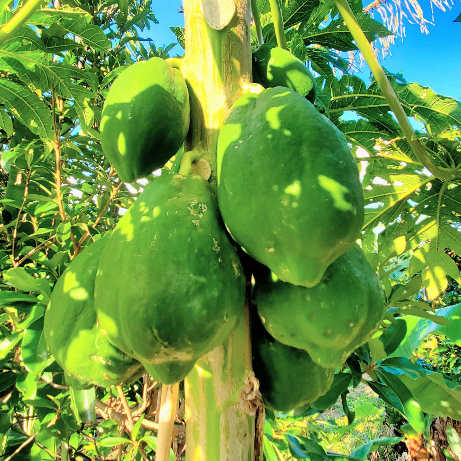 青パパイヤ 7kg greenpapaya 健康野菜 スーパーフード 訳あり 青パパイヤ 7kg greenpapaya 健康野菜 スーパーフード