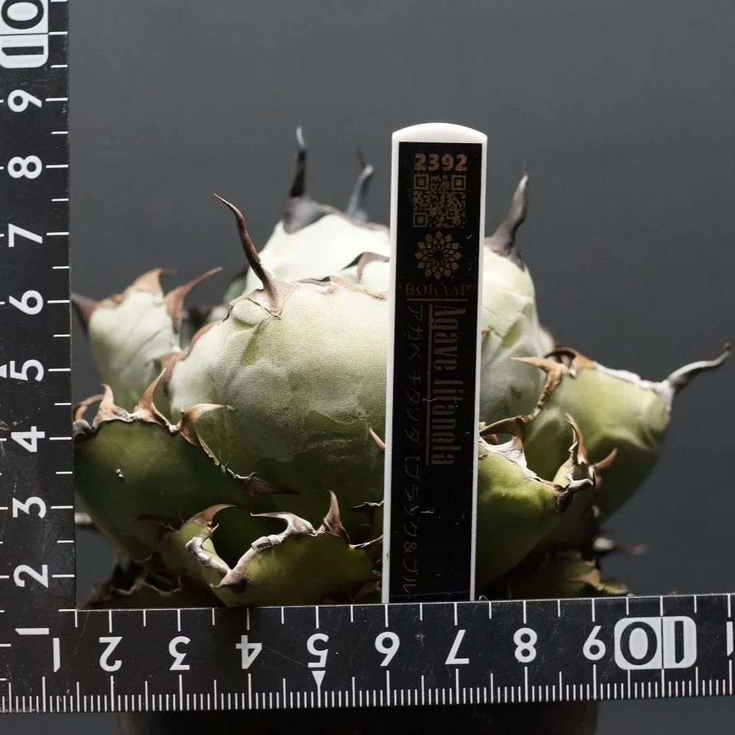 管理2392