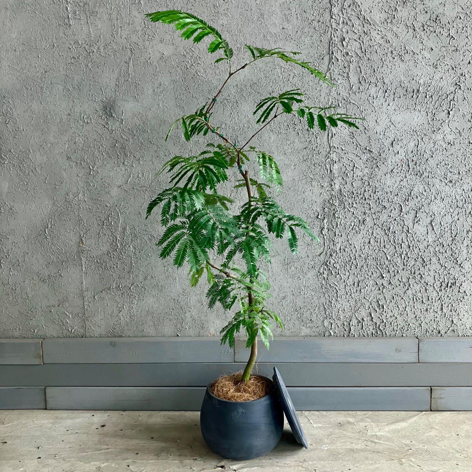 当店イチオシ 厳選された植物と鉢 美形 曲がり仕立て エバーフレッシュ 8号 テラコッタ性鉢植え 受け皿付き