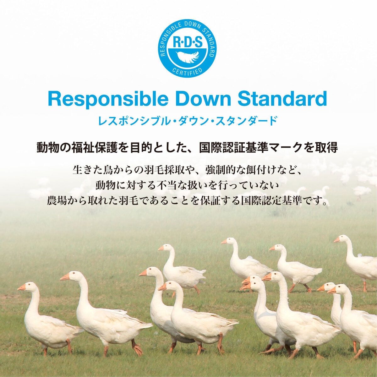 コストコ 羽毛肌掛け
