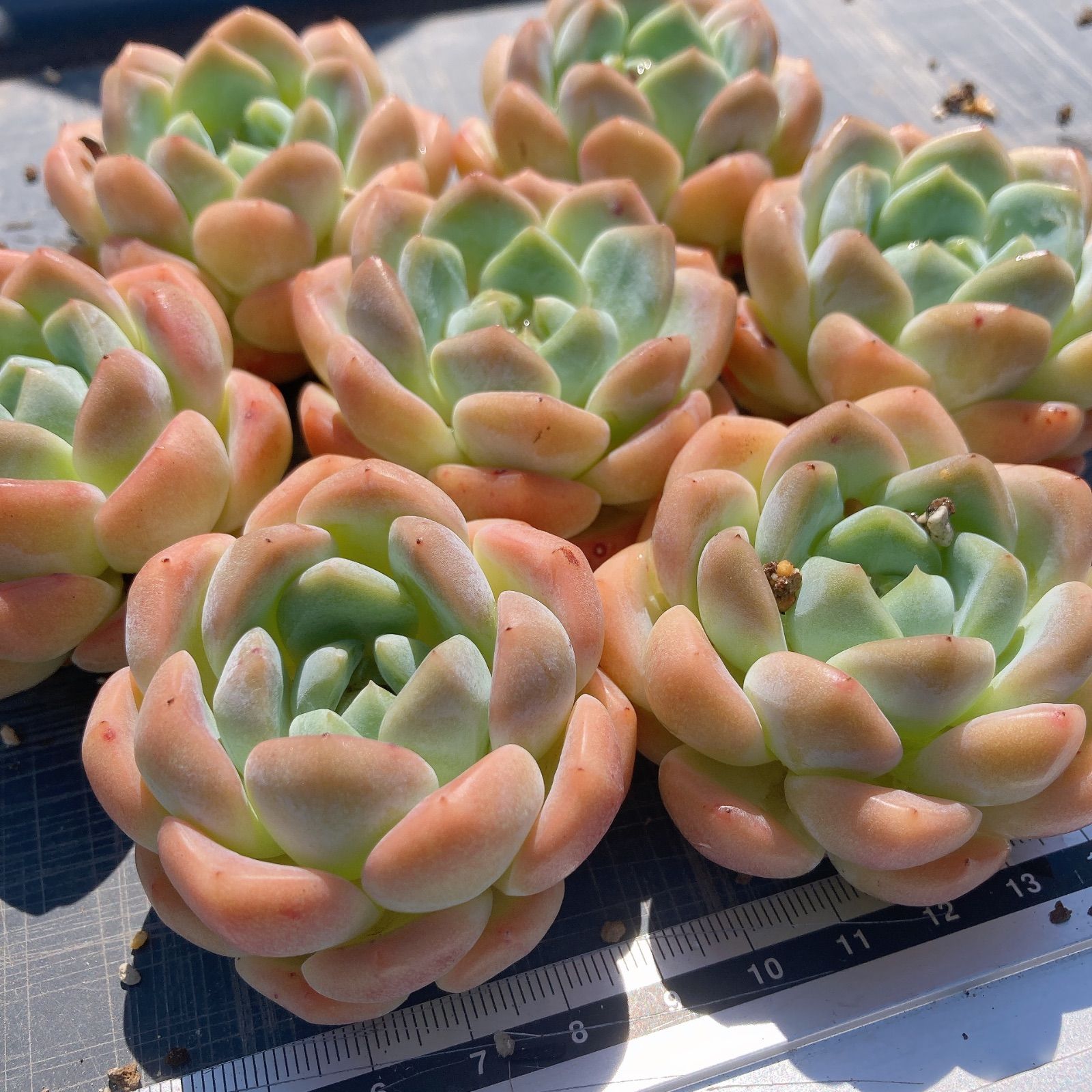 多肉植物☆ルビーリング☆ - メルカリ