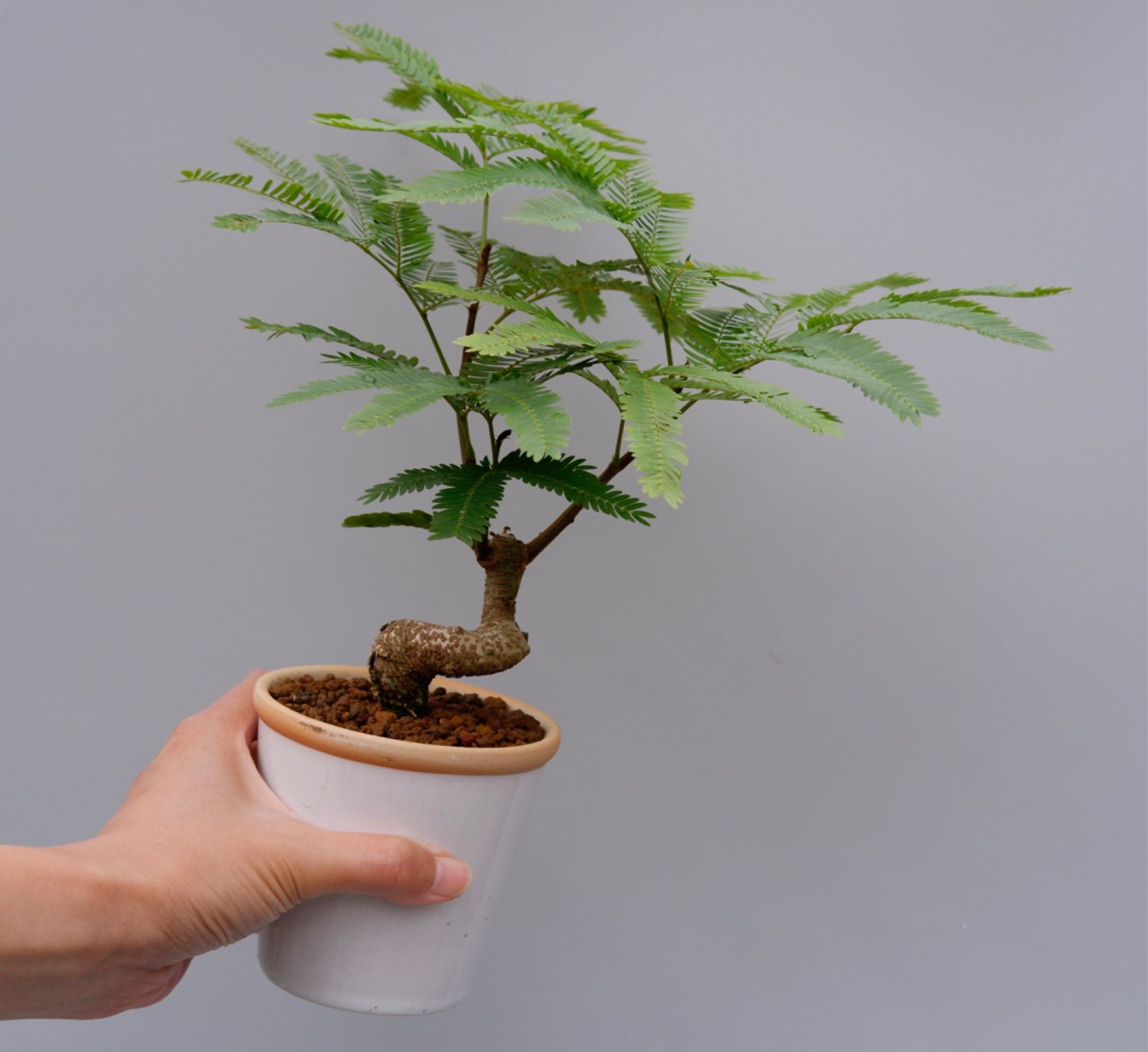 ☆ エバーフレッシュ 沖縄産♪ 163cm 曲がり仕立て♪ c6e866a0c239f457cab416b0087710