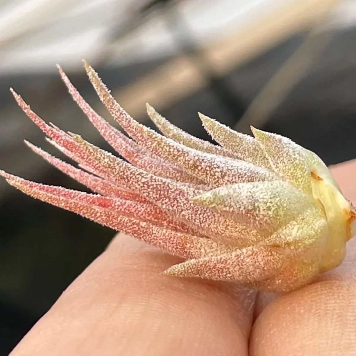 チランジア イオナンタ ディファレンテT.ionantha Differente - メルカリ