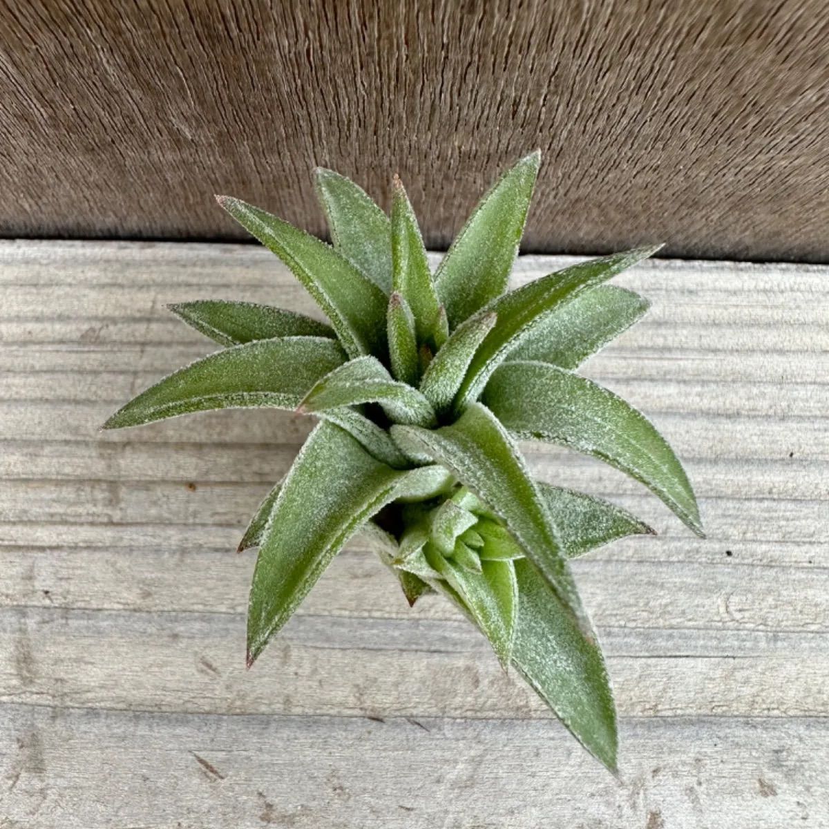 チランジア イオナンタ バンハイニンギー ジャイアント① Tillandsia ionantha var.vanhyningii giant  ティランジア エアプランツ エアープランツ 現品 観葉植物 観葉 植物 珍奇植物 珍奇 珍しい レア 希少 ハンギング - メルカリ