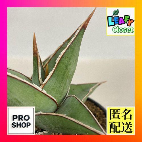 m*o様 サンスベリア　ピングイキュラ　斑入り　超特大　サンセベリア　多肉植物 サンセベリア：ピングイキュラ 斑入り 2.5号鉢植え の通販