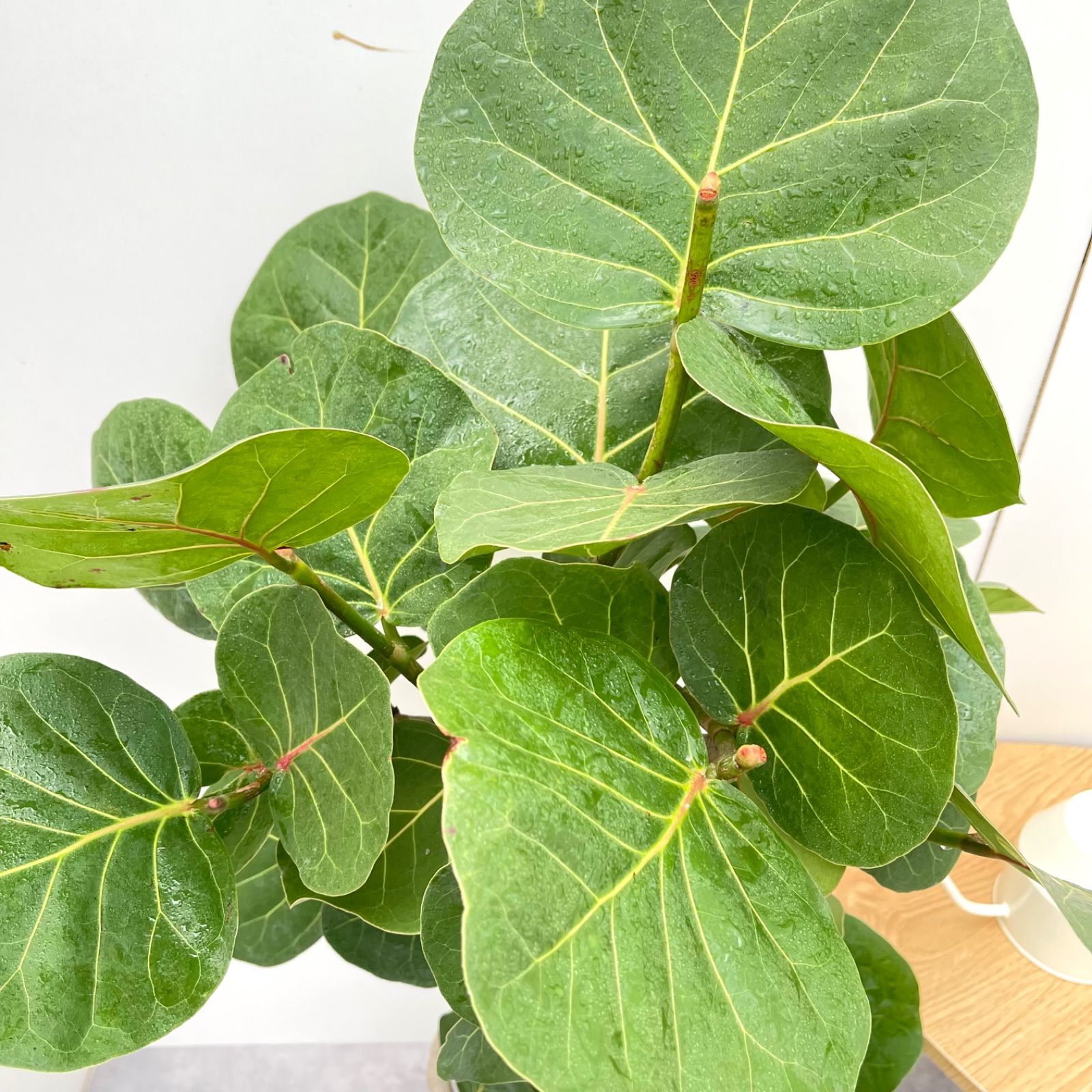 シーグレープ　曲がり　2【現品】観葉植物　大型 シーグレープ 曲がり 2【現品】観葉植物 大型 室内 （シー