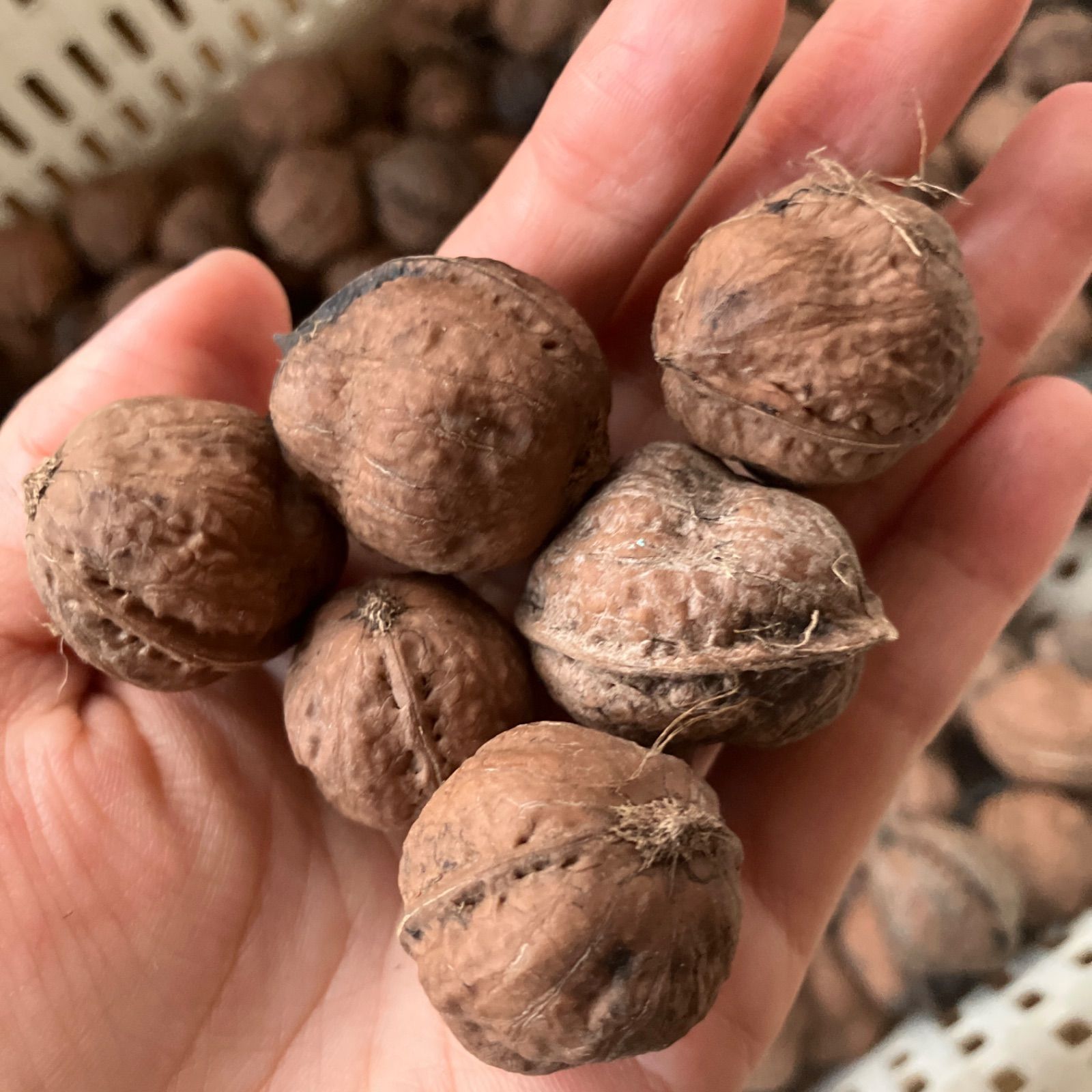 匿名発送】山形県産鬼胡桃 オニグルミ 800g 箱いっぱい 殻付き