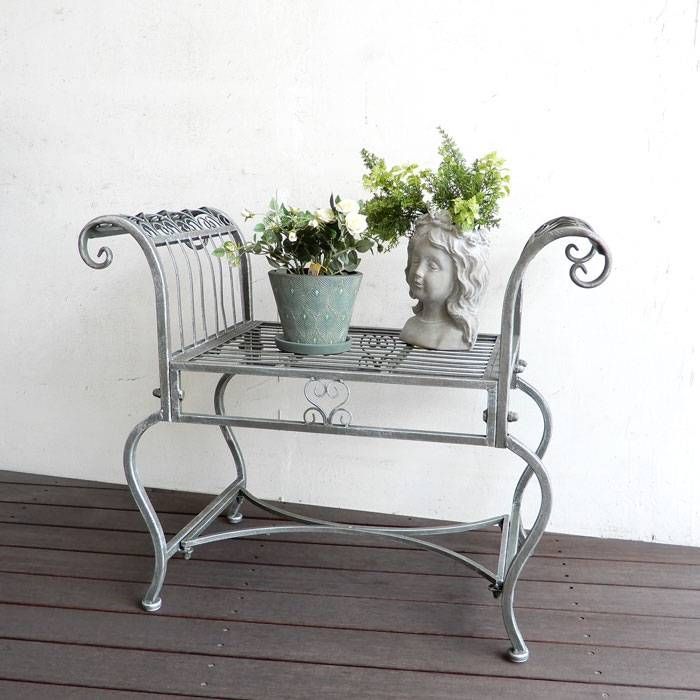 2月入荷 500粒+ ブラヘア スーパーシルバー 種 種子 証明書 アルマータ