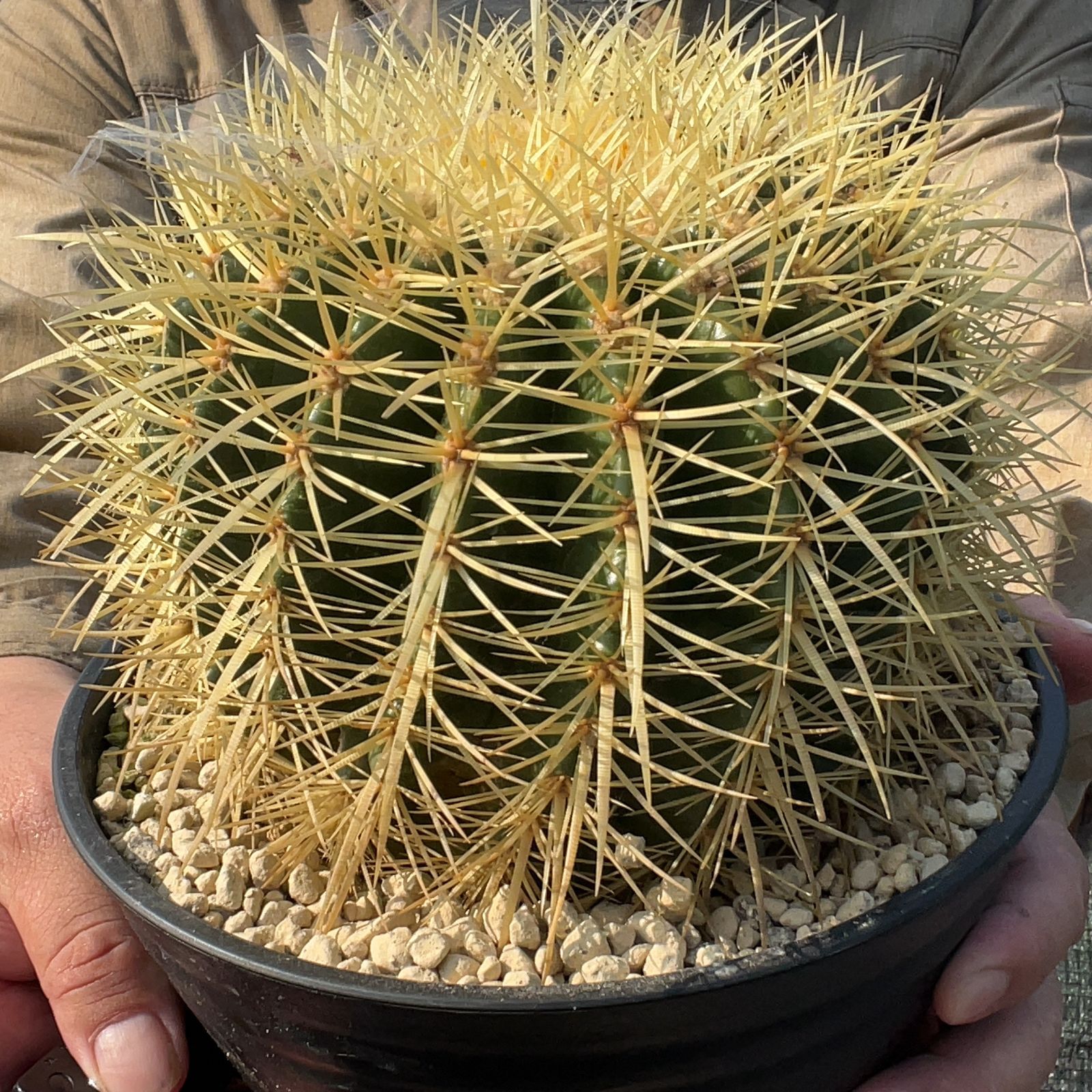 Y*u様 王冠竜 10号鉢 佐川急便発送代込 王冠竜 10号鉢 佐川急便発送代込