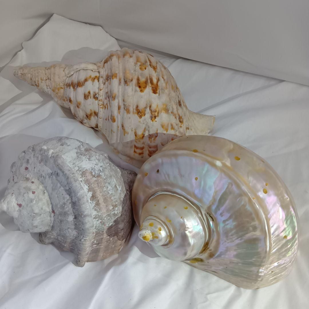 貝殻3セット アンティーク 置物 海 貝殻3セット アンティーク 置物 海 - メルカリ