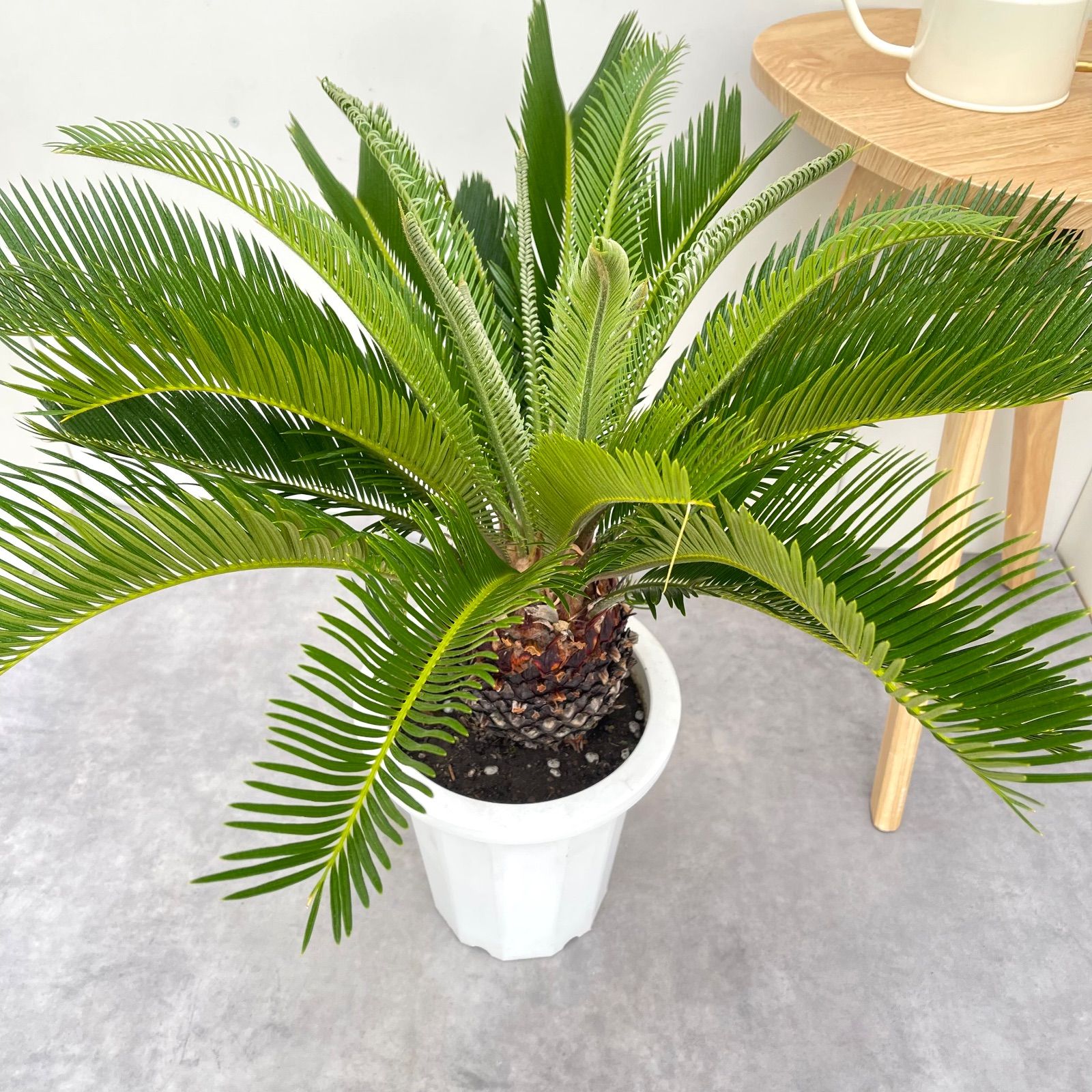 ソテツ 蘇鉄 現品 ドライガーデン 観葉植物 屋外 大型