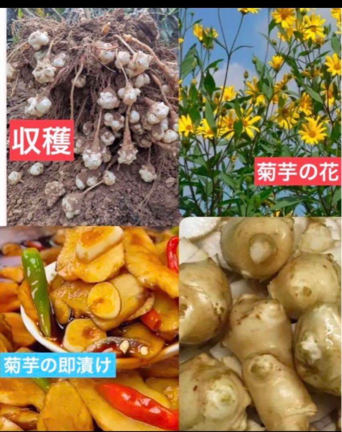 掘り立て 岐阜県産 自然農法 スーパー健康野菜 洋姜 菊芋 種用 食用 1200 g. 1500円