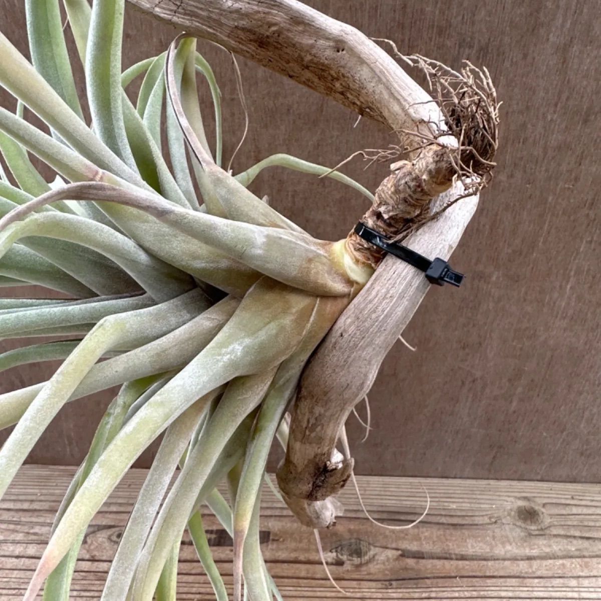 チランジア カピタータ 流木付け 現品 Tillandsia capitata ティランジア エアプランツ エアープランツ 観葉植物 観葉 植物  珍奇植物 珍奇 珍しい レア 希少 ハンギング 吊り下げ 吊るす インテリア プレゼント おしゃれ - メルカリ