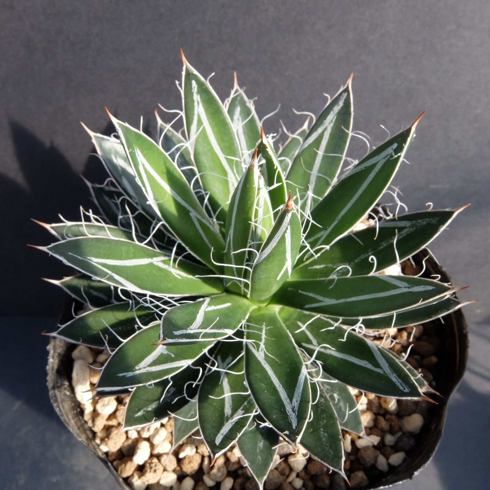 アガベ 白糸の王妃笹の雪錦 美株 希少 No.3 - メルカリ