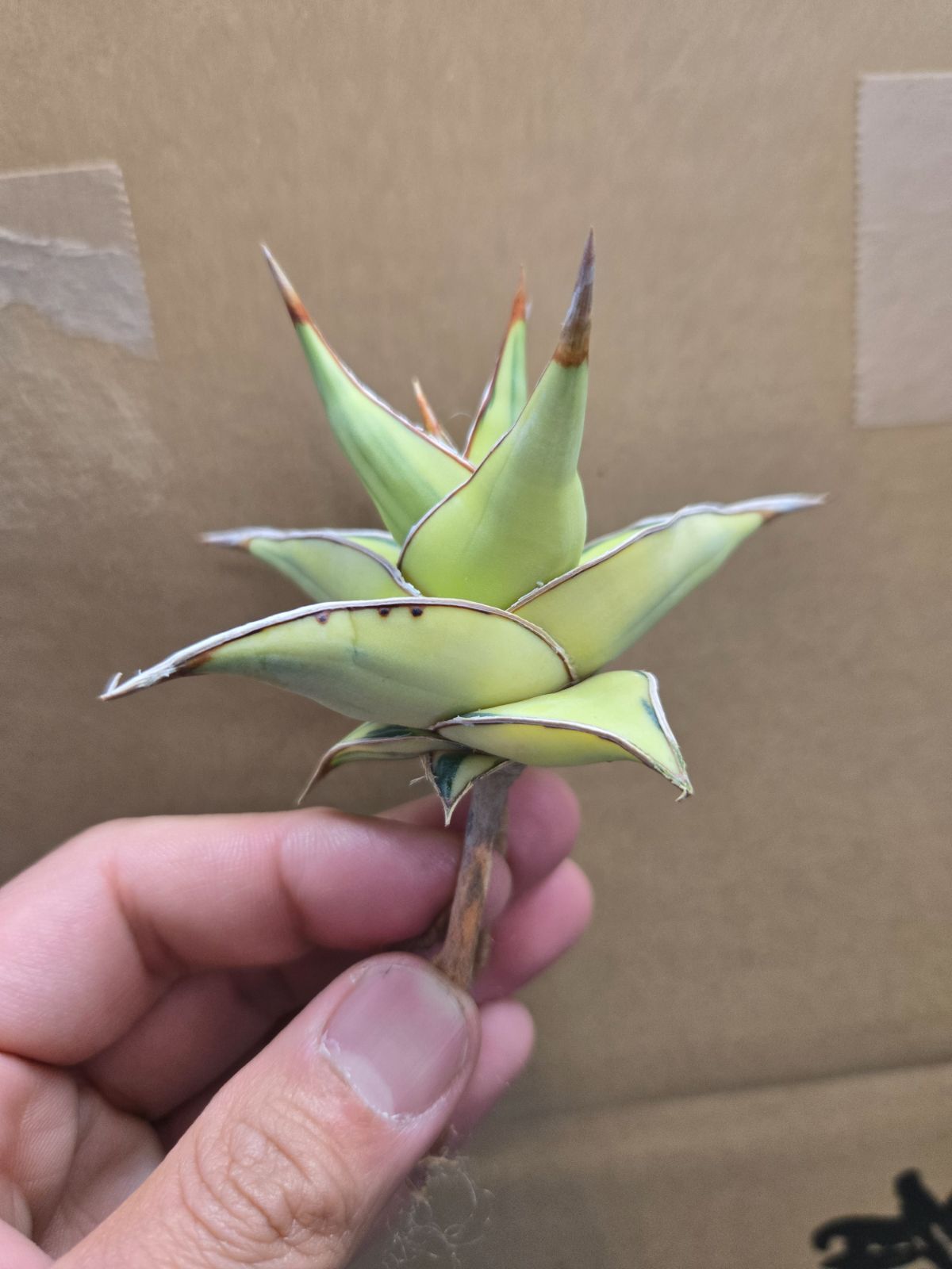 サンセベリア☆ピングイキュラ 極上!斑入り株 ヒ*ロ様 【極上株 サンセベリア☆ピングイキュラ 極上!斑入り株 ヒ*ロ様 【極上株