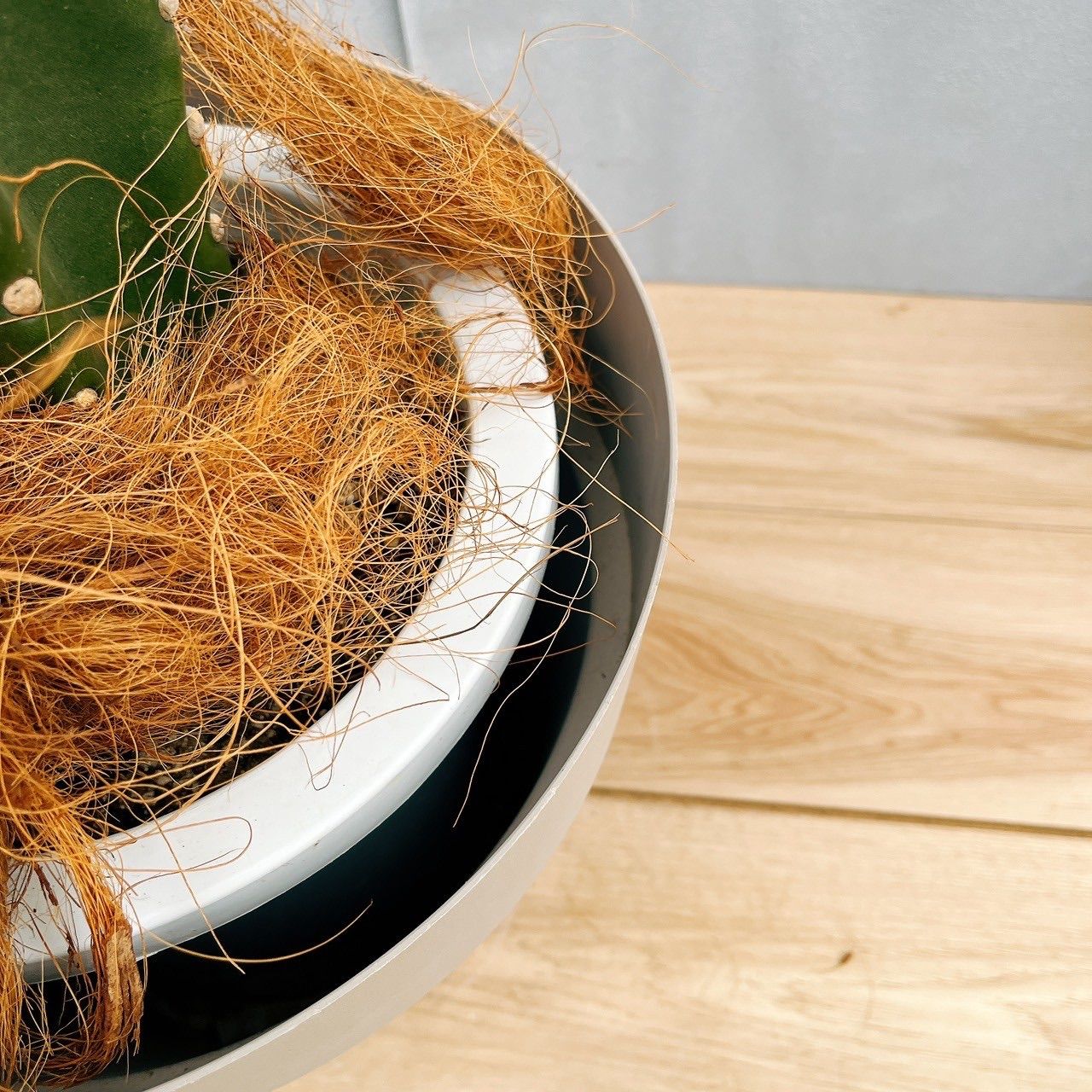 現品］33番 柱サボテン 鬼面角 ブランチ 大 8号 観葉植物 室内 ベスト