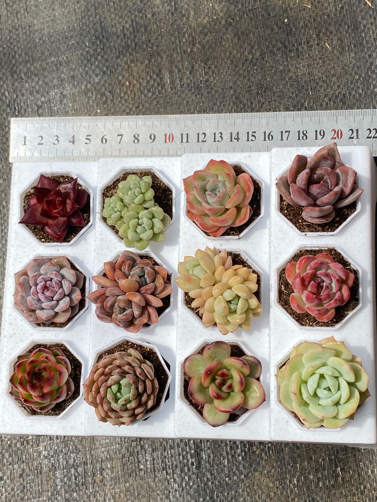 🌿【特価】数量限定 カラフル多肉植物12種セット《鉢付き・抜き
