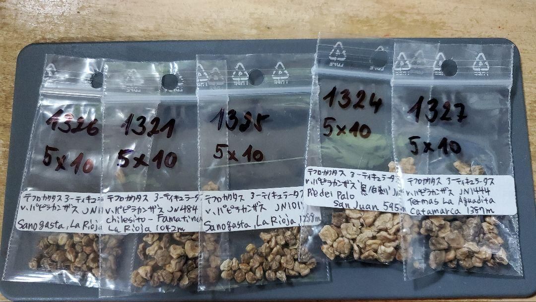 テフロカクタス アーティキュラータス 種子12種類 5粒ずつ - メルカリ