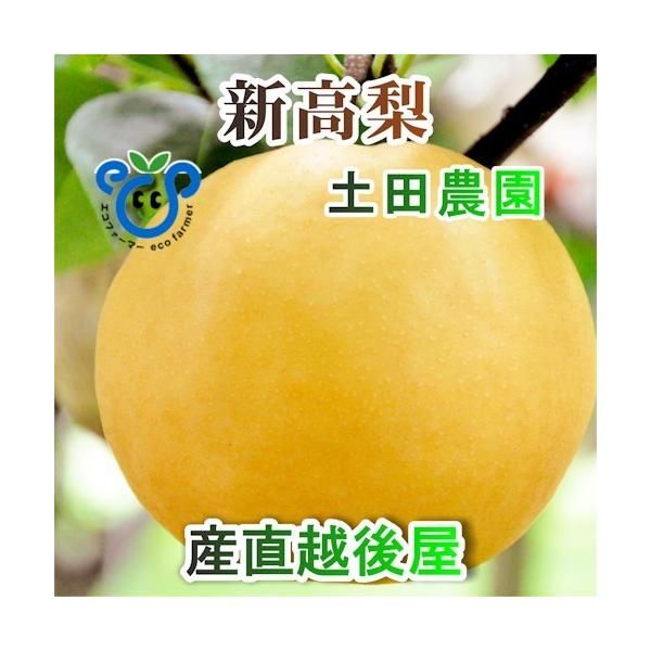 新潟県 エコファーマー認定農園 土田農園新高梨 贈答用 10kg 12個〜14個 樹上完熟梨 なし 贈答品 プレゼント