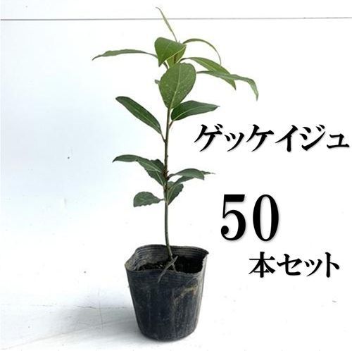 50本セット ゲッケイジュ樹高0.2 m前後10.5 cmポット