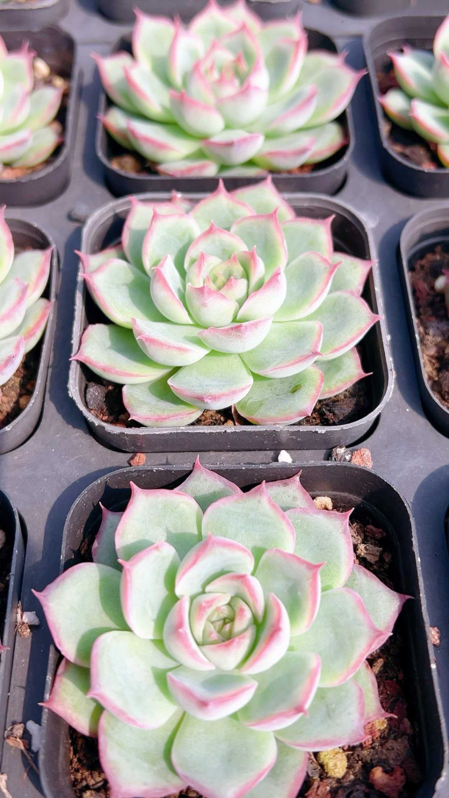 い*ご様 K1185 粉月影 70株 多肉植物 抜き苗 エケベリア 韓国苗