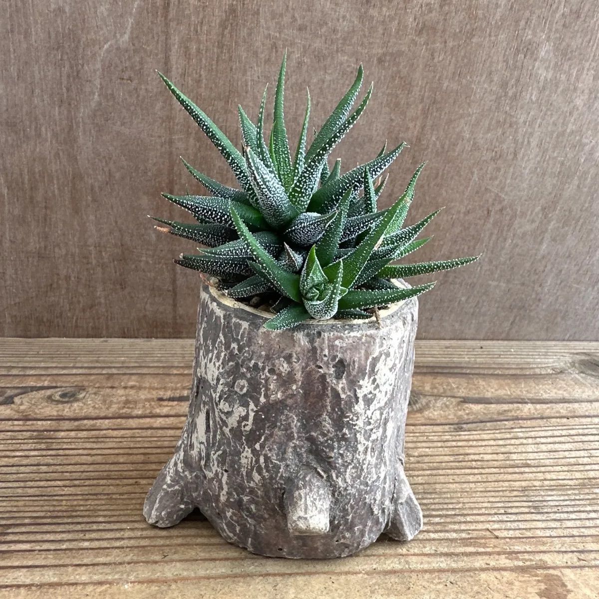 アガベ　サルミアナ、大株、8号鉢 アガベ サルミアナ、大株、8号鉢