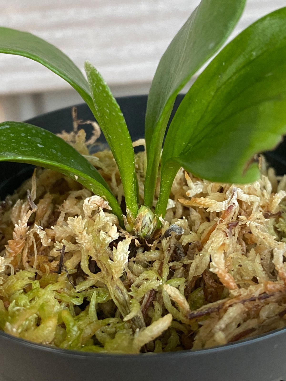 P. Flamenco（hillii x coronarium）TC ビカクシダ