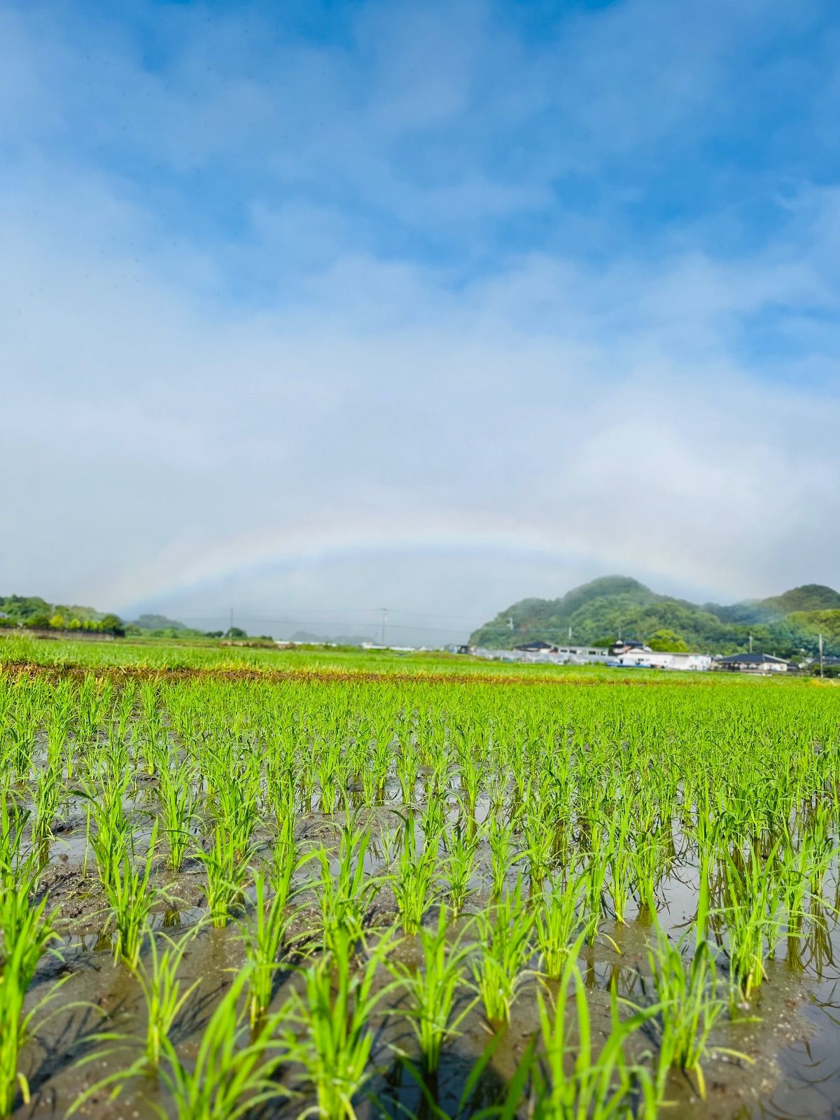 元気つくし 精米