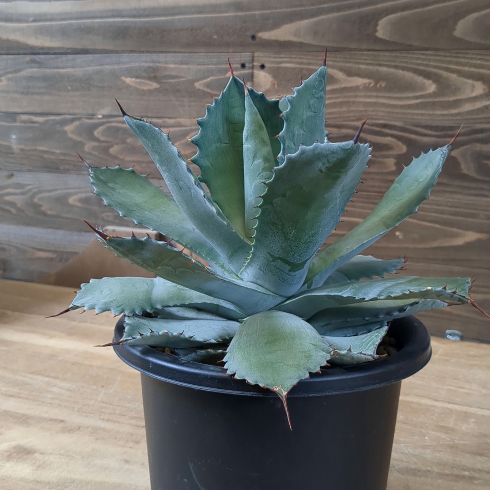 アガベ シャウィー × イシスメンシス 【 ハイブリッド 】早いもの勝ち