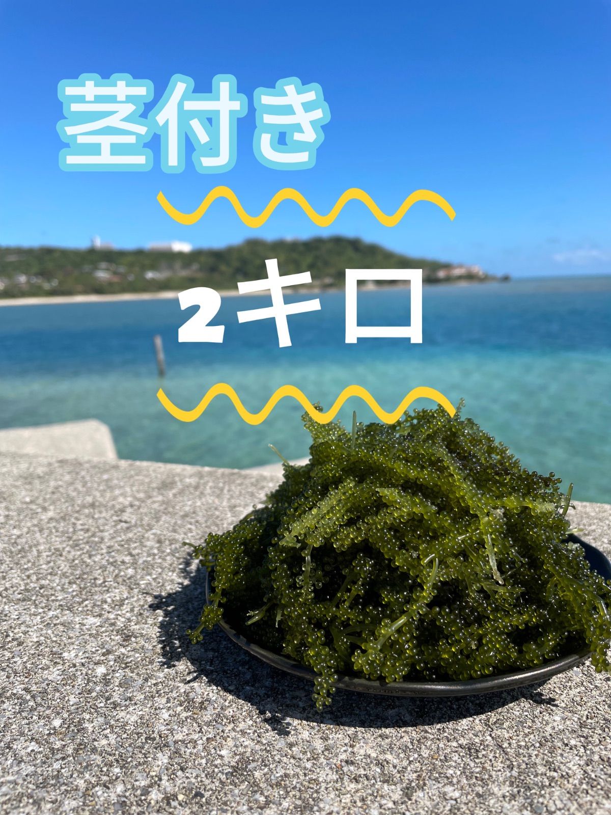 海ぶどう(茎付き) 奥武島産 ぷちぷち 2キロ 海ぶどう【茎付き】2キロぷちぷち奥武島産 - メルカリ
