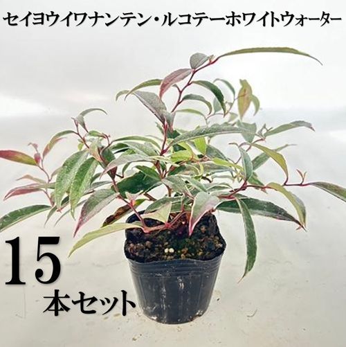 15本セット セイヨウイワナンテン ルコテー ホワイトウォーター樹高0.25m前後15cmポット