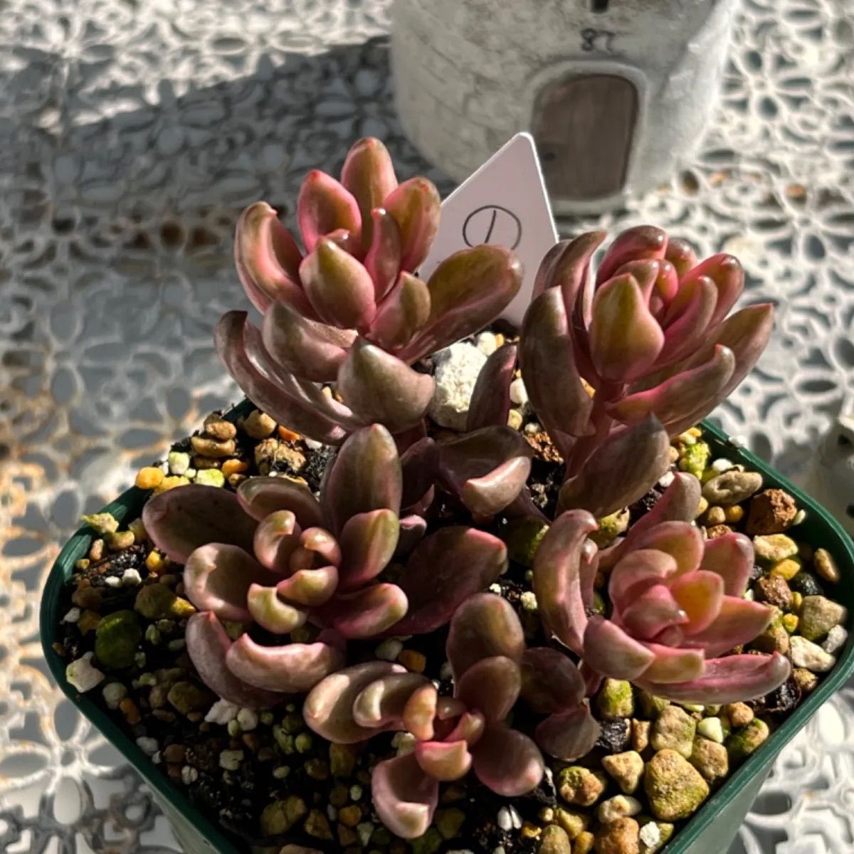 多肉植物 チョコレート錦♪抜き苗