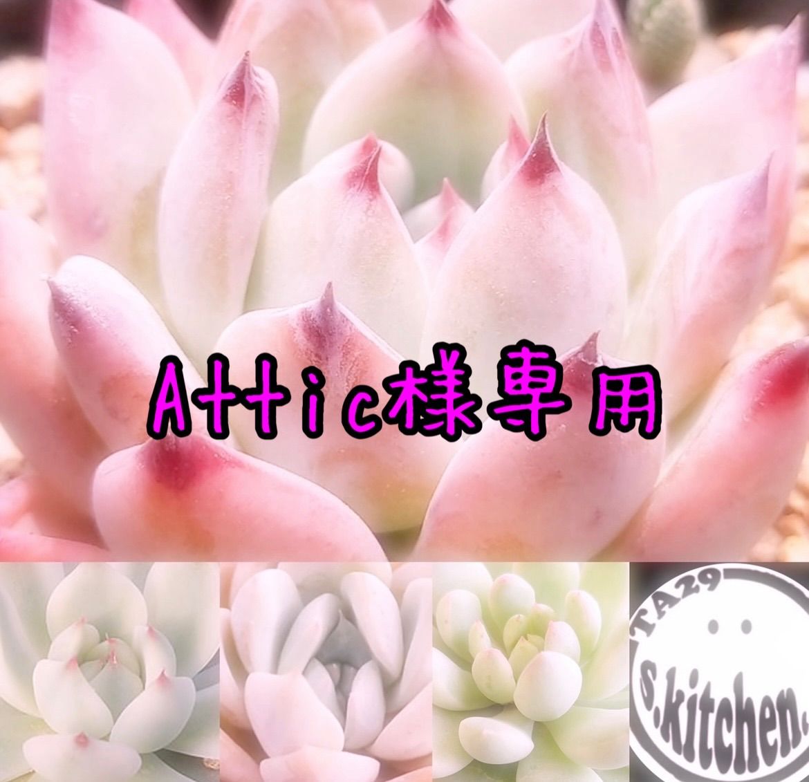 多肉植物 Attic♡様専用 - メルカリShops