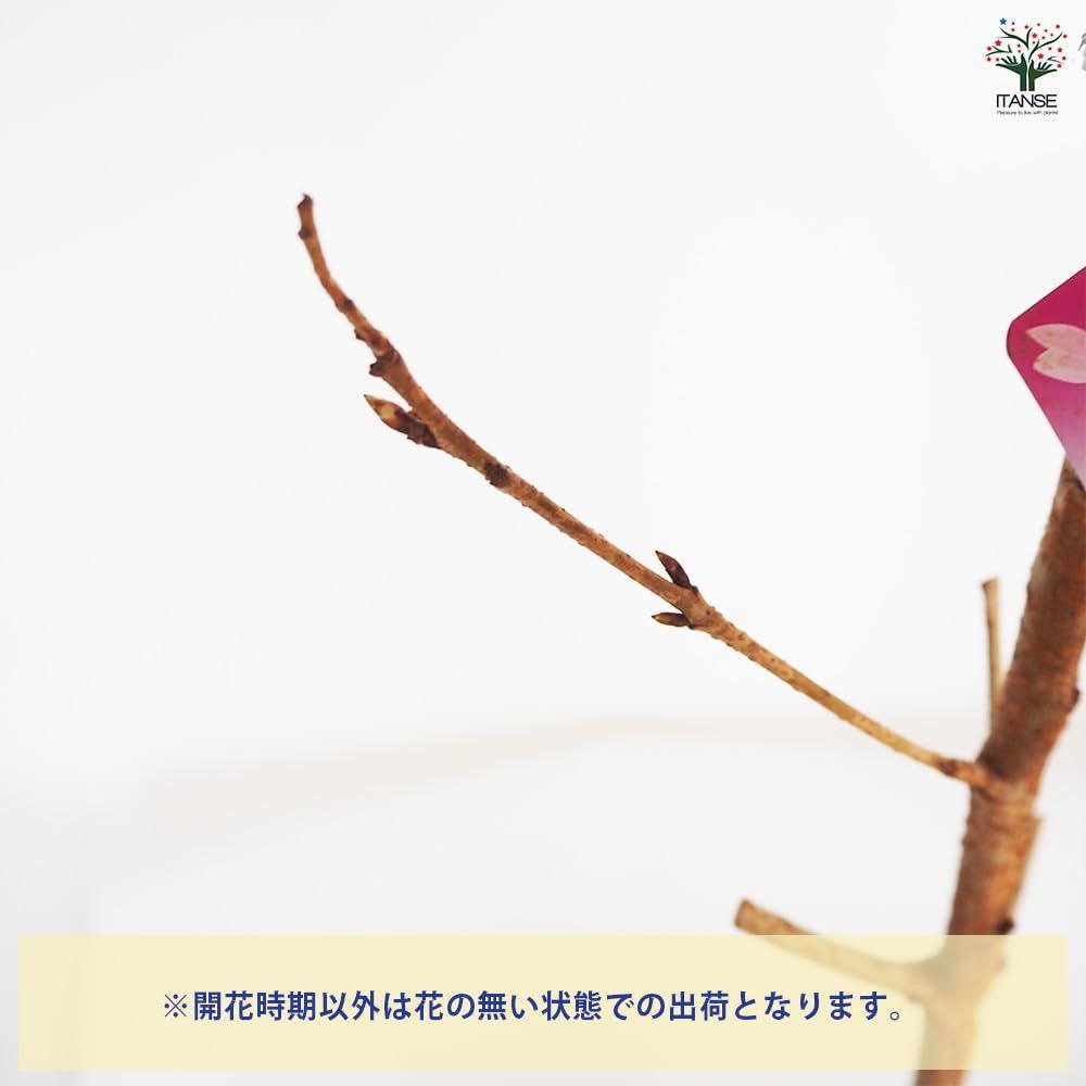 濃いピンク色の大きな花びらが特徴の早咲き桜で