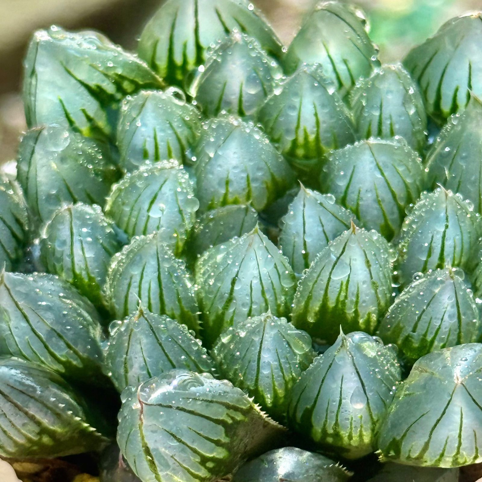 【激安】オブツーサ ブルーレンズ　大株・小粒　鉢付き植えたまま　極上品　高級 ハオルチア ブルーレンズ 10cm鉢 苗 園芸 ガーデニング 通販