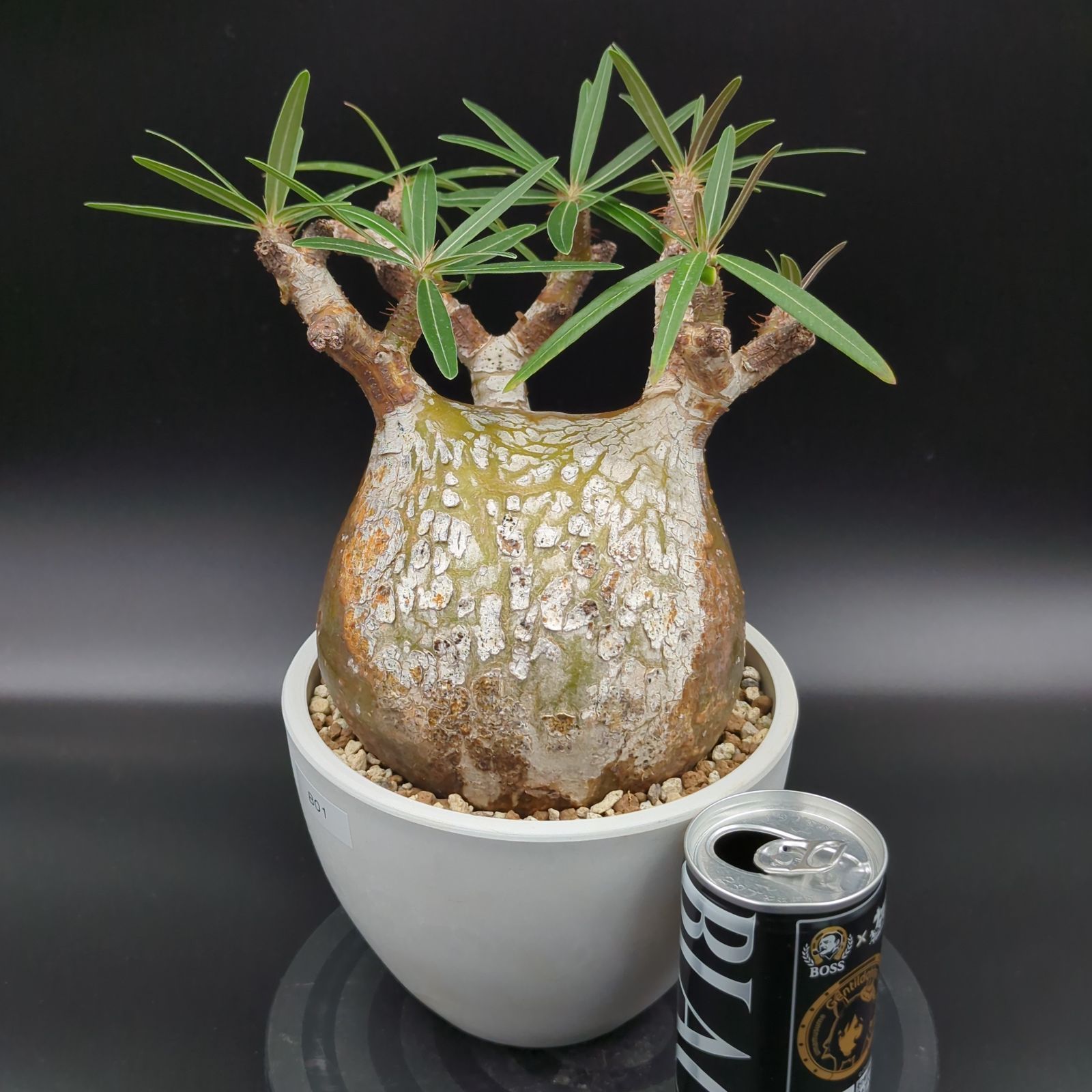 発根済】【現地球】パキポディウム グラキリス 大株 - メルカリ