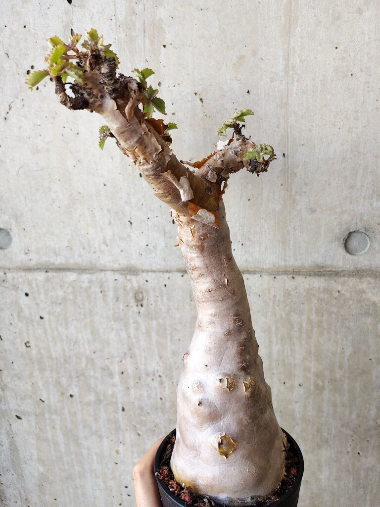 現品限り】ユーフォルビア・スクアローサ 奇怪ヶ島【U16】 Euphorbia