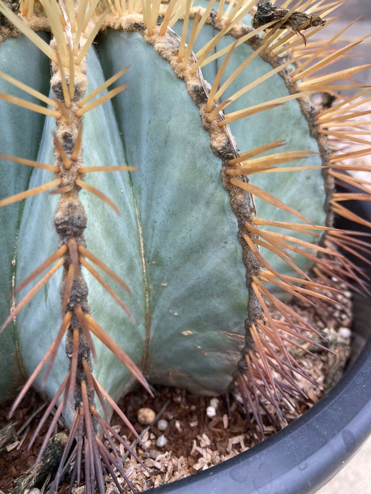 柱サボテン ブランチ 34【現品】観葉植物 室内 ドライガーデン 大型