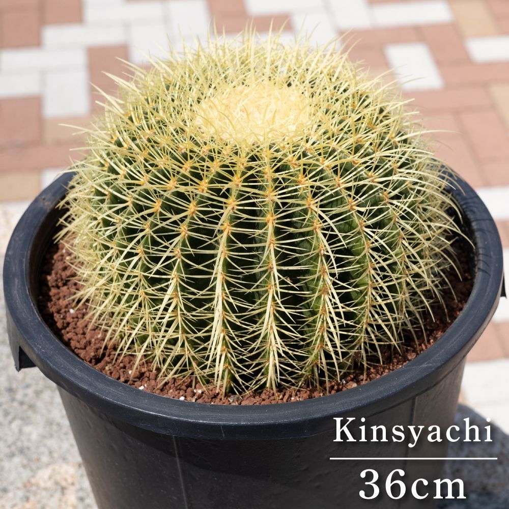 金鯱サボテン12号36cmセーナリー鉢