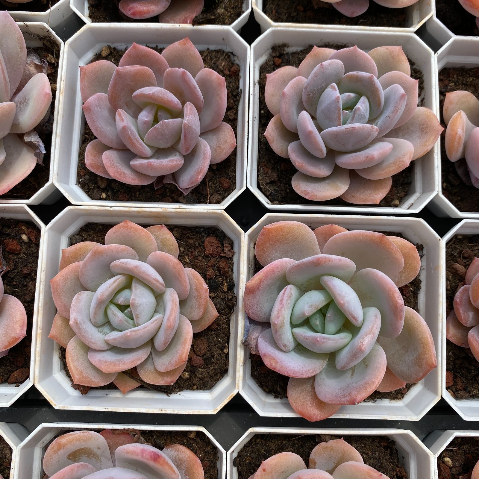 LB1344×50 マッチャ ケーキ 抜き苗 多肉植物 アエオニウム エケベリア 韓国苗 WWW_GEBZETESISAT_COM_TR