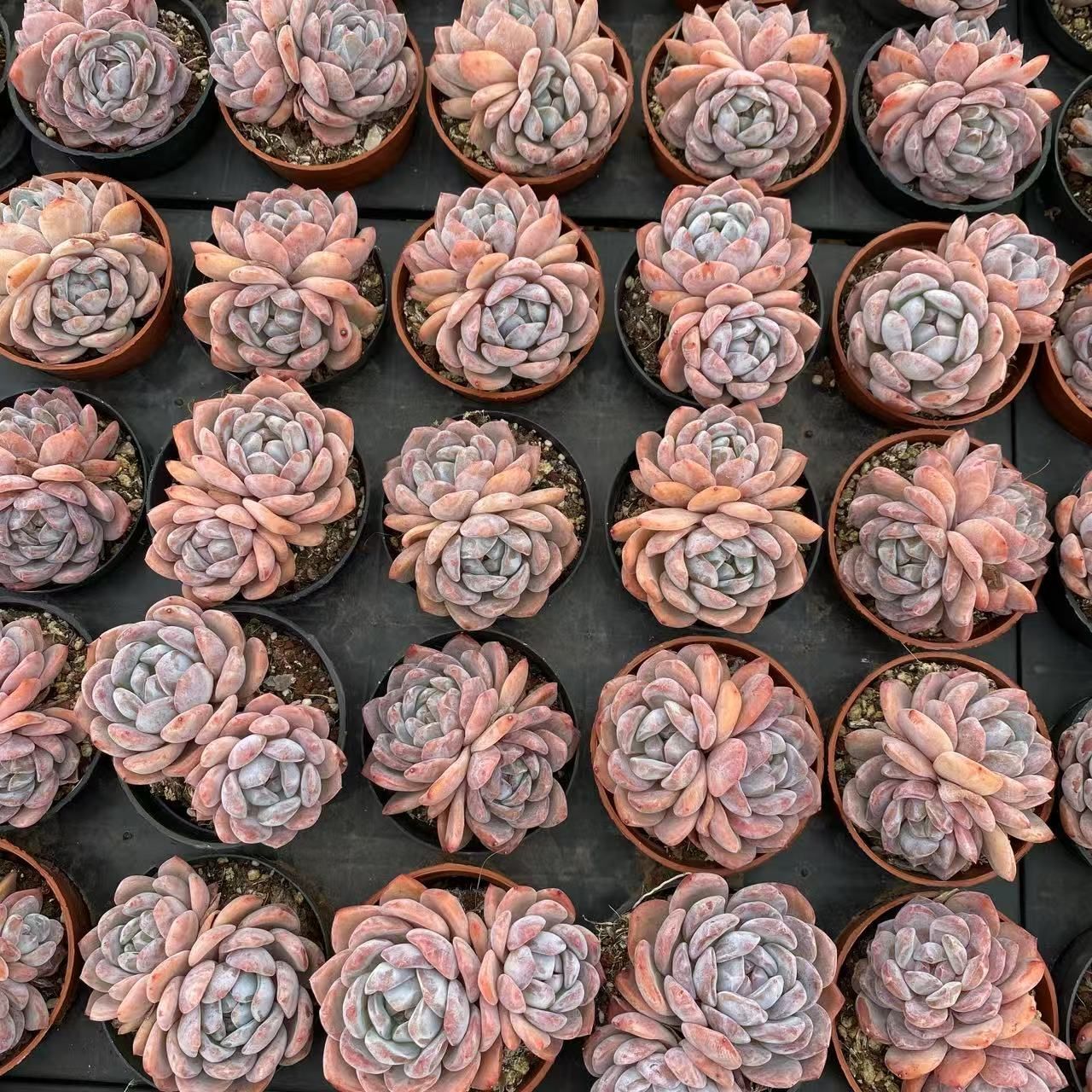 大人気種ローラ！大量入荷☆韓国苗 40抜き苗セット】オレンジモンロー(双頭) 多肉植物 佐川急便発送