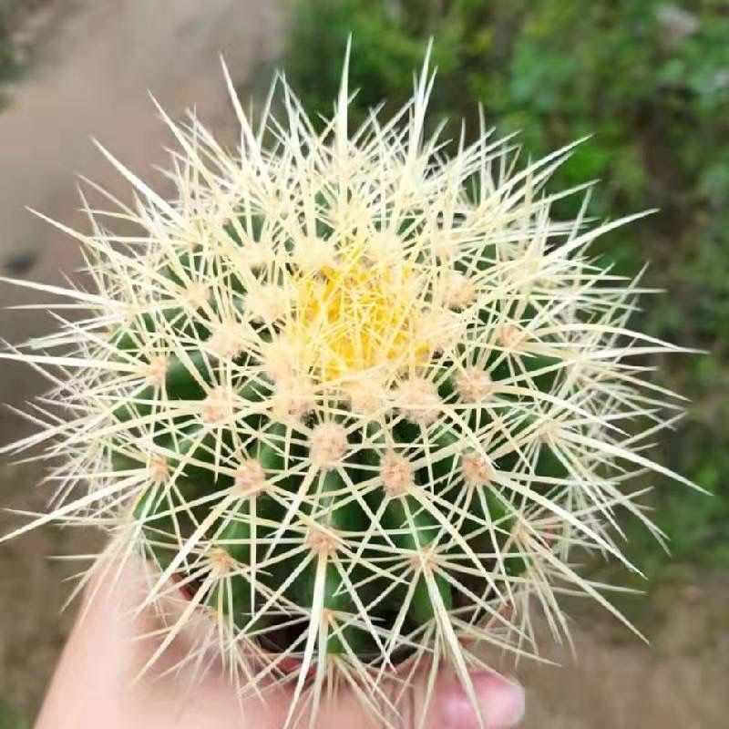 【ご予約品】金鯱　抜き苗 新商品♡美苗 エキノカクタス 金鯱 抜き苗 - メルカリ