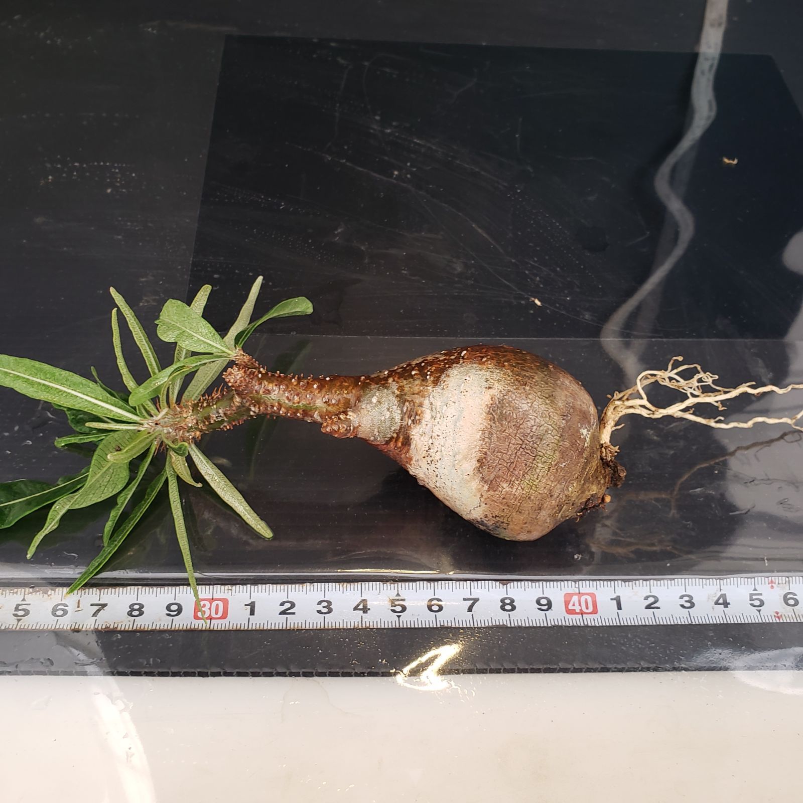 はしるこいぬリング 小花柄 マーブル 気ままなこぐま はしるこいぬ