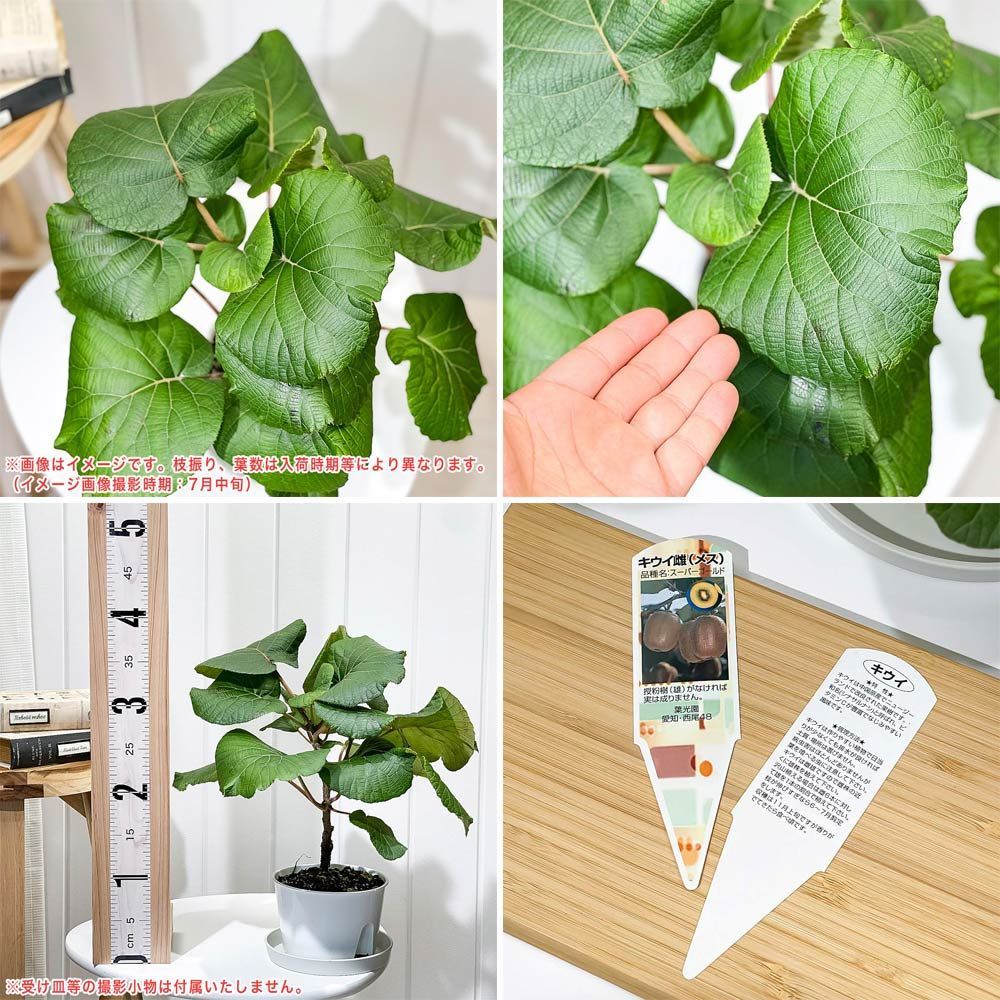 PLANCHU 果樹 キウイフルーツ 雌雄セット スーパーゴールド