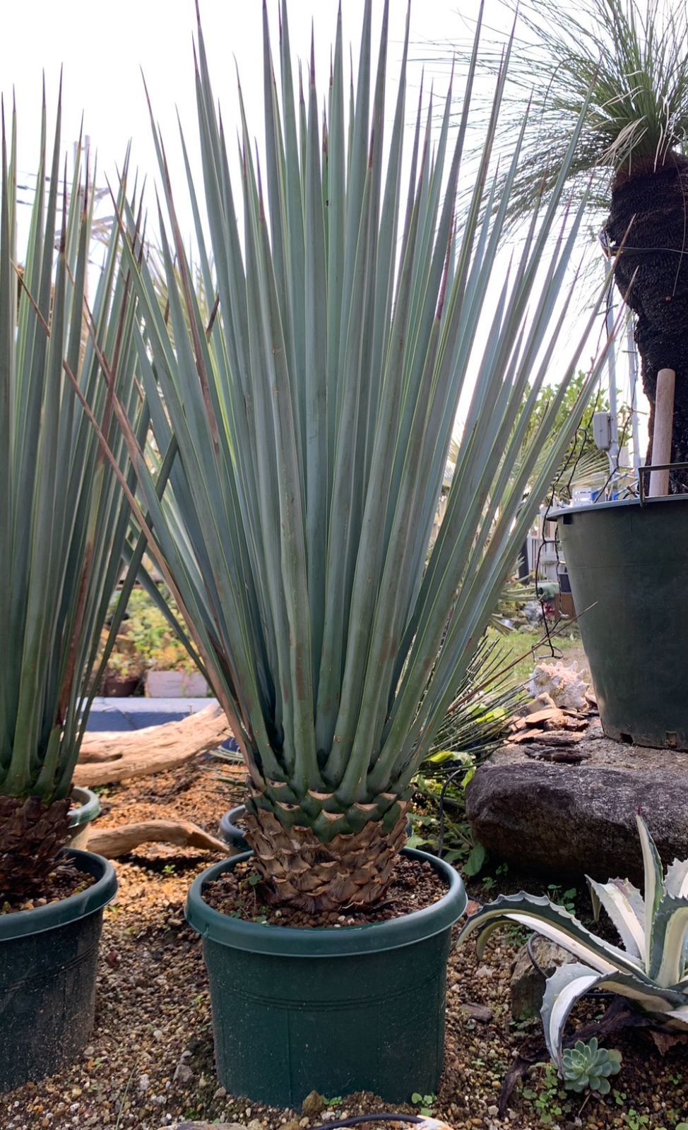 ユッカリギダの苗9株セット