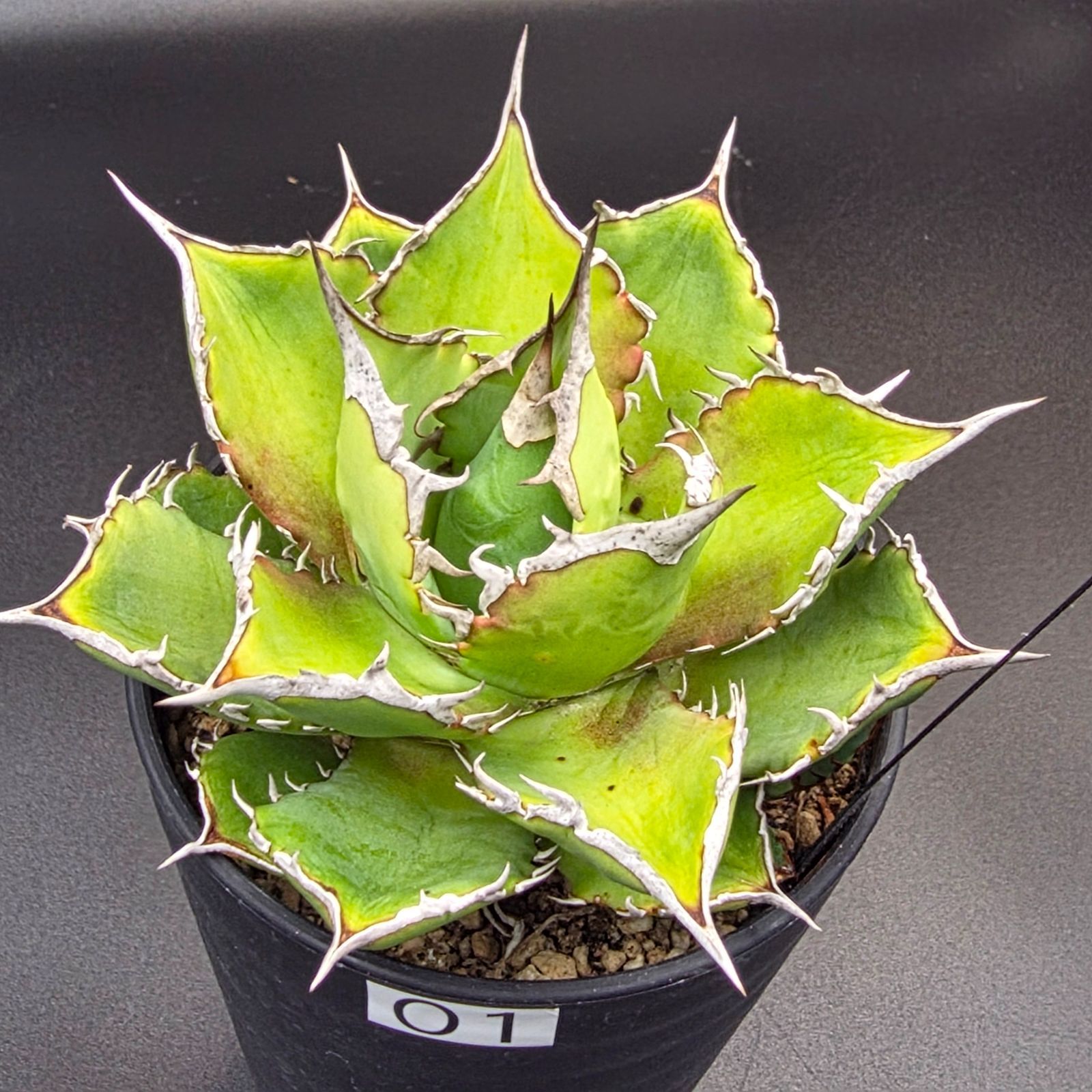 現品］【希少】1番 サボテン セレウス ペルビアナス スピラリス 5号