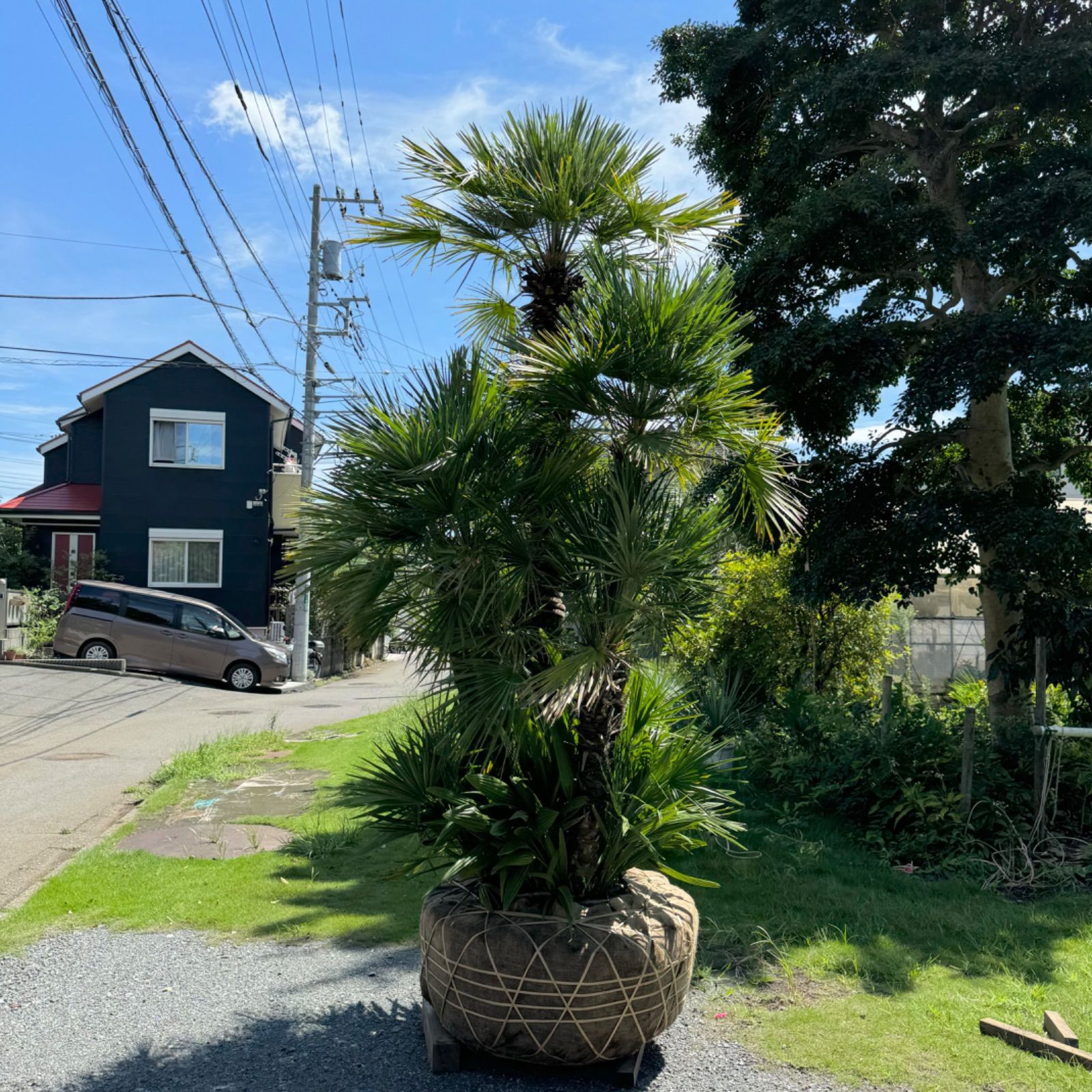 極上】チャメロプス チャメロップス - メルカリ